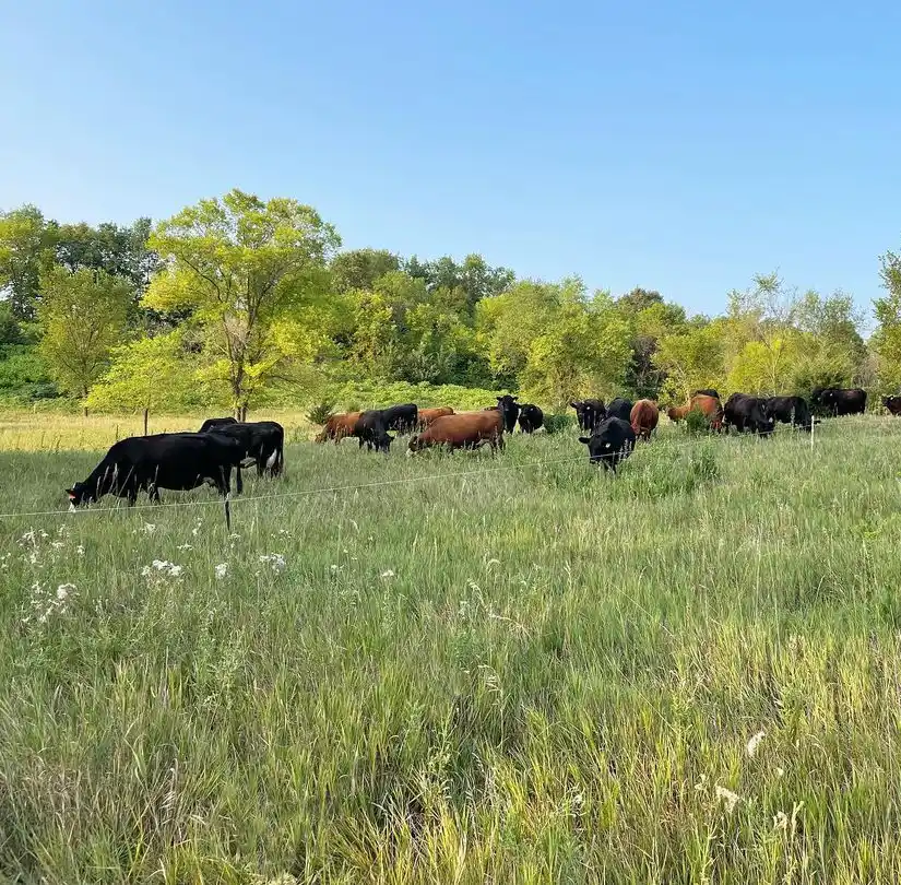 grass fed cattle Minnesota